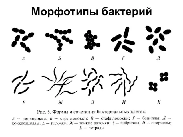 Морфотипы бактерий