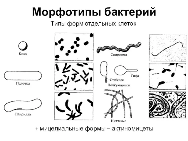 Морфотипы бактерий Типы форм отдельных клеток + мицелиальные формы – актиномицеты