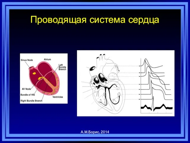 Проводящая система сердца А.М.Борис, 2014