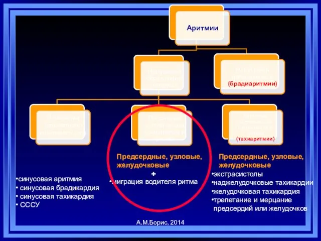 синусовая аритмия синусовая брадикардия синусовая тахикардия СССУ миграция водителя ритма Предсердные,