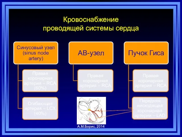 Кровоснабжение проводящей системы сердца А.М.Борис, 2014