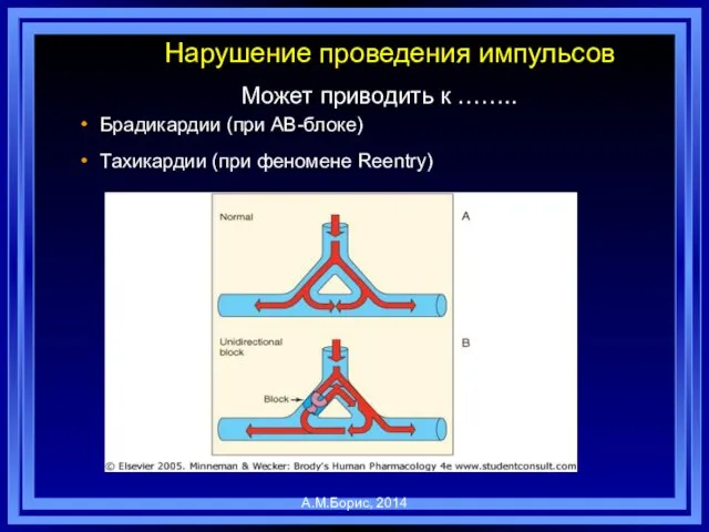 Нарушение проведения импульсов Может приводить к …….. Брадикардии (при АВ-блоке) Тахикардии (при феномене Reentry) А.М.Борис, 2014