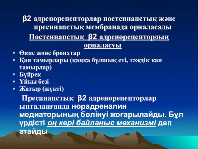 β2 адренорецепторлар постсинапстық және пресинапстық мембранада орналасады Постсинапстық β2 адренорецептордың орналасуы