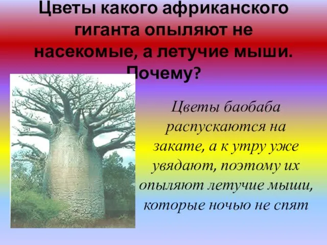 Цветы какого африканского гиганта опыляют не насекомые, а летучие мыши. Почему?