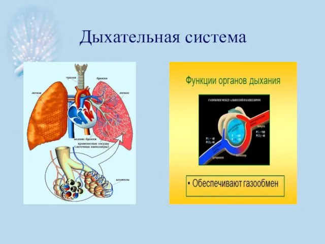 Дыхательная система