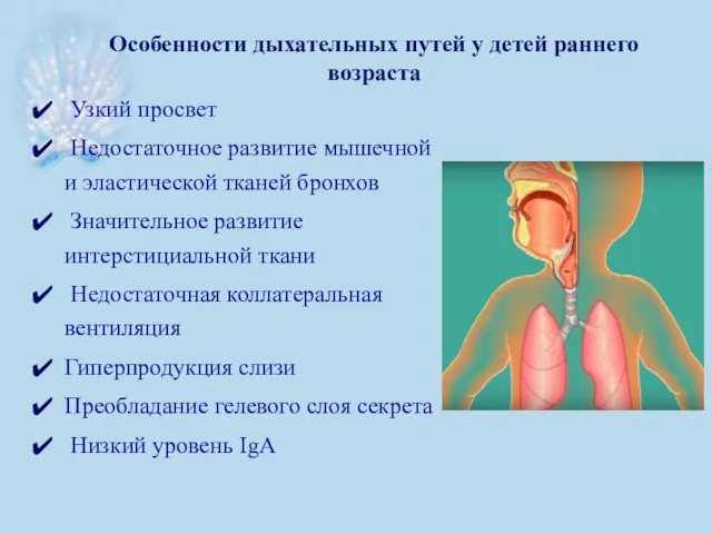 Узкий просвет Недостаточное развитие мышечной и эластической тканей бронхов Значительное развитие