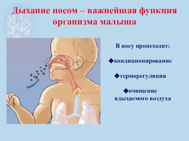 Дыхание носом – важнейшая функция организма малыша В носу происходит: кондиционирование терморегуляция очищение вдыхаемого воздуха