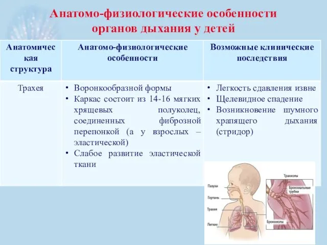 Анатомо-физиологические особенности органов дыхания у детей