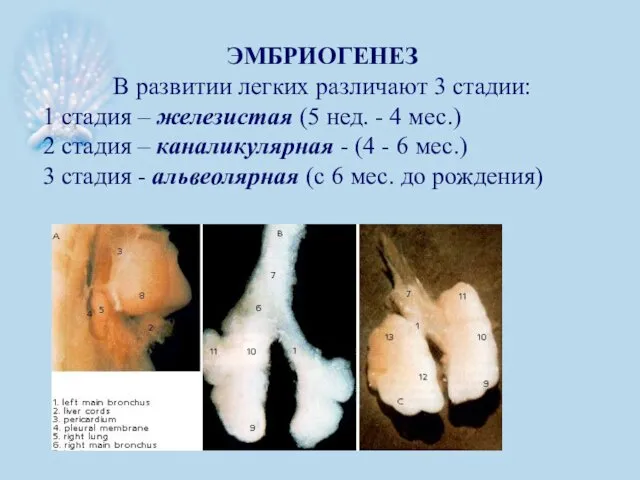 ЭМБРИОГЕНЕЗ В развитии легких различают 3 стадии: 1 стадия – железистая