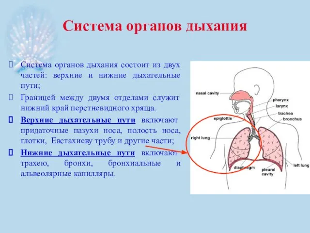 Система органов дыхания Система органов дыхания состоит из двух частей: верхние