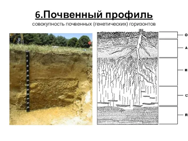 6.Почвенный профиль совокупность почвенных (генетических) горизонтов