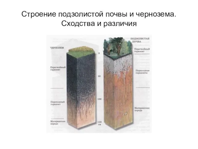 Строение подзолистой почвы и чернозема. Сходства и различия