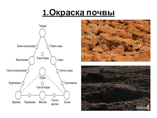 1.Окраска почвы