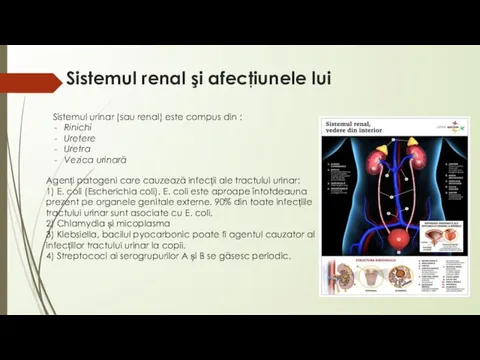 Sistemul renаl şi аfecţiunele lui Sistemul urinar (sau renal) este compus
