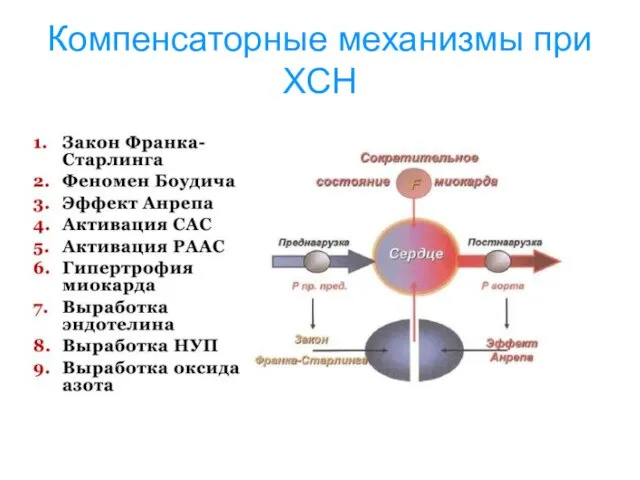 Компенсаторные механизмы при ХСН