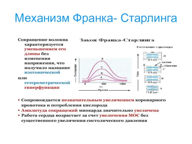 Механизм Франка- Старлинга