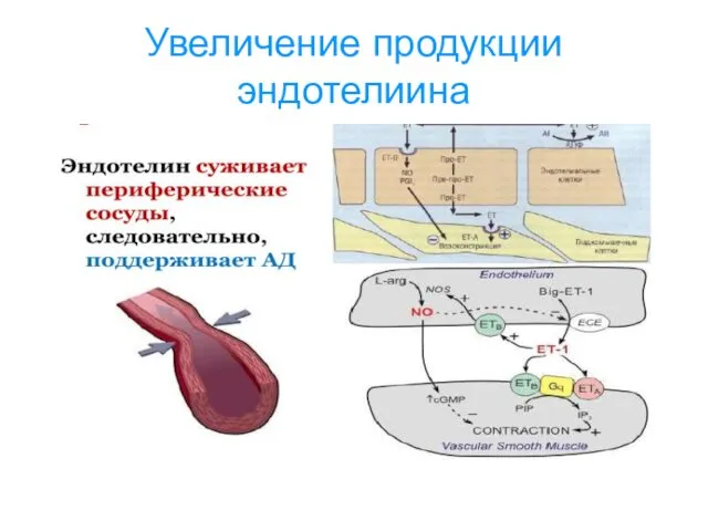 Увеличение продукции эндотелиина