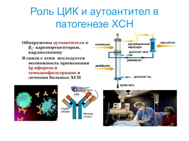 Роль ЦИК и аутоантител в патогенезе ХСН