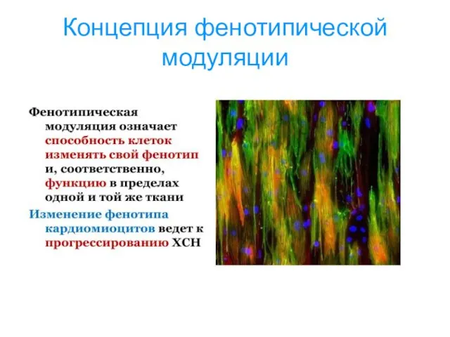 Концепция фенотипической модуляции