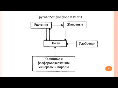 Круговорот фосфора и калия