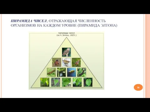 ПИРАМИДА ЧИСЕЛ, ОТРАЖАЮЩАЯ ЧИСЛЕННОСТЬ ОРГАНИЗМОВ НА КАЖДОМ УРОВНЕ (ПИРАМИДА ЭЛТОНА)