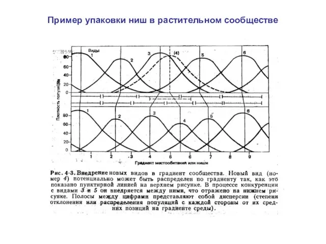 Пример упаковки ниш в растительном сообществе