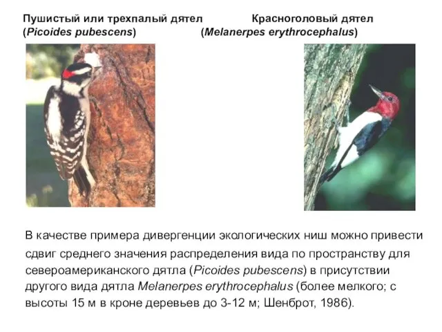 Пушистый или трехпалый дятел Красноголовый дятел (Picoides pubescens) (Melanerpes erythrocephalus) В