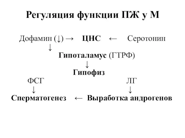 Регуляция функции ПЖ у М Дофамин (↓) → ЦНС ← Серотонин