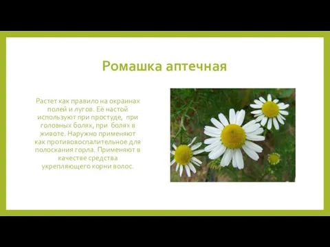 Ромашка аптечная Растет как правило на окраинах полей и лугов. Её