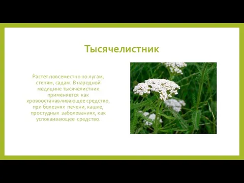 Тысячелистник Растет повсеместно по лугам, степям, садам. В народной медицине тысячелистник