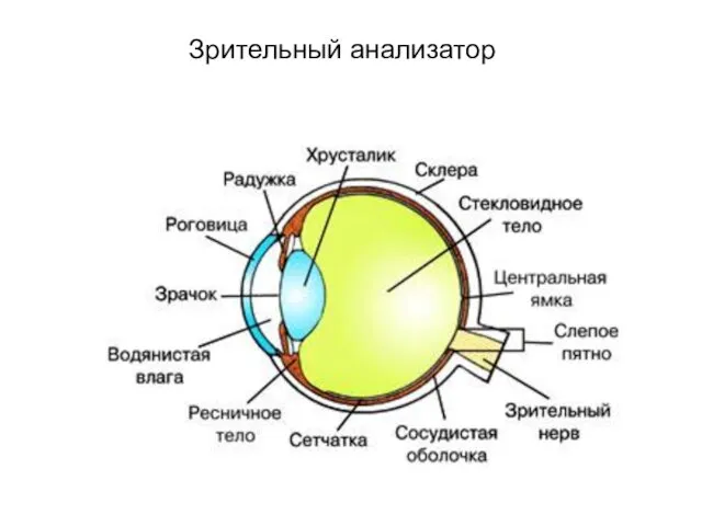 Зрительный анализатор