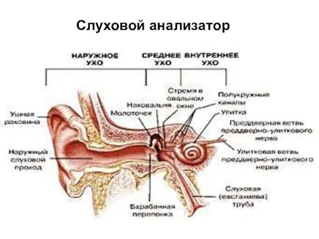 Слуховой анализатор