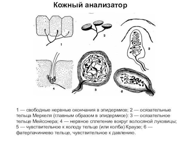 Кожный анализатор 1 — свободные нервные окончания в эпидермисе; 2 —