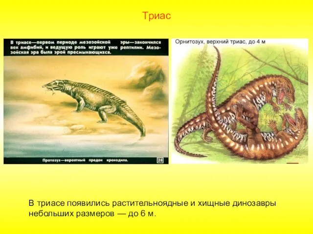 В триасе появились растительноядные и хищные динозавры небольших размеров — до 6 м. Триас