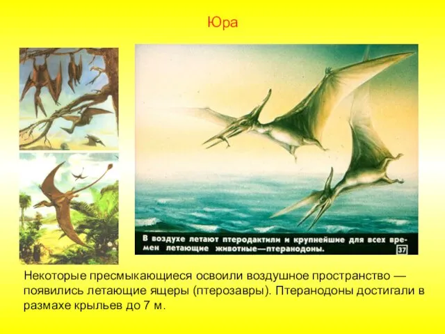 Некоторые пресмыкающиеся освоили воздушное пространство — появились летающие ящеры (птерозавры). Птеранодоны
