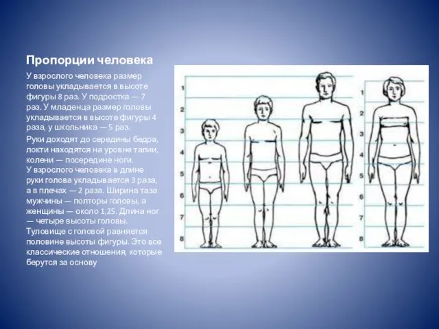 Пропорции человека У взрослого человека размер головы укладывается в высоте фигуры