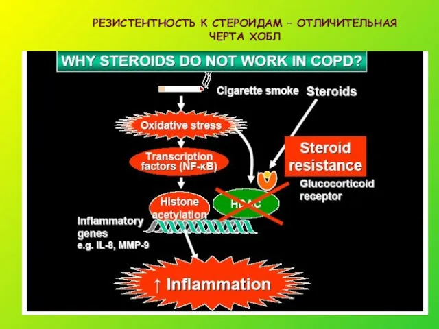 РЕЗИСТЕНТНОСТЬ К СТЕРОИДАМ – ОТЛИЧИТЕЛЬНАЯ ЧЕРТА ХОБЛ