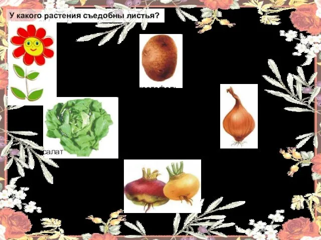 У какого растения съедобны листья? картофель лук салат репа