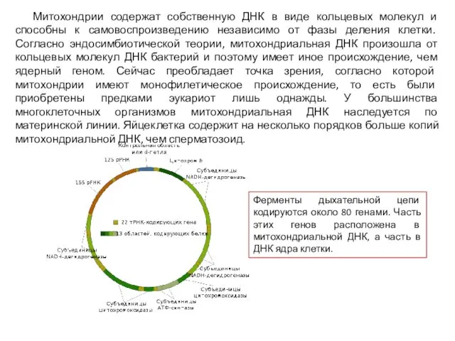 Митохондрии содержат собственную ДНК в виде кольцевых молекул и способны к