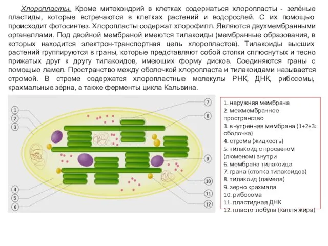 Хлоропласты. Кроме митохондрий в клетках содержаться хлоропласты - зелёные пластиды, которые