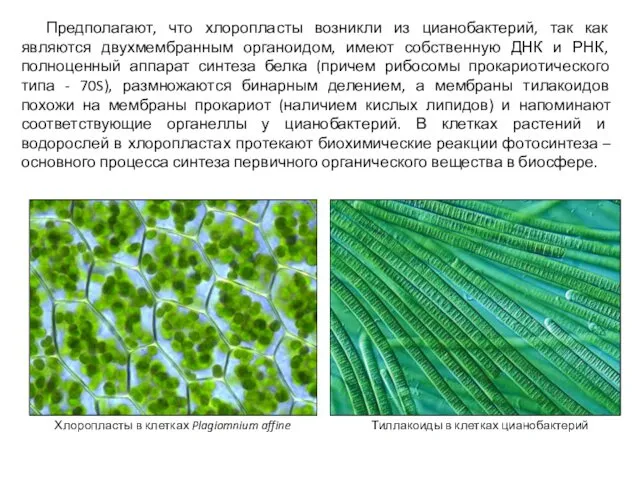 Предполагают, что хлоропласты возникли из цианобактерий, так как являются двухмембранным органоидом,