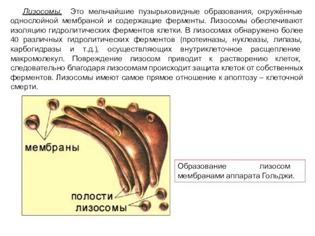 Лизосомы. Это мельчайшие пузырьковидные образования, окружённые однослойной мембраной и содержащие ферменты.