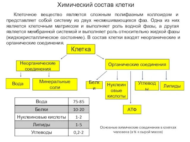 Химический состав клетки Клеточное вещество является сложным полифазным коллоидом и представляет