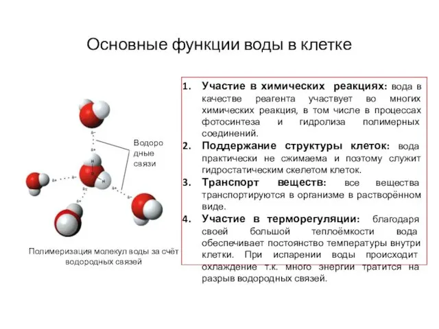 Основные функции воды в клетке Полимеризация молекул воды за счёт водородных