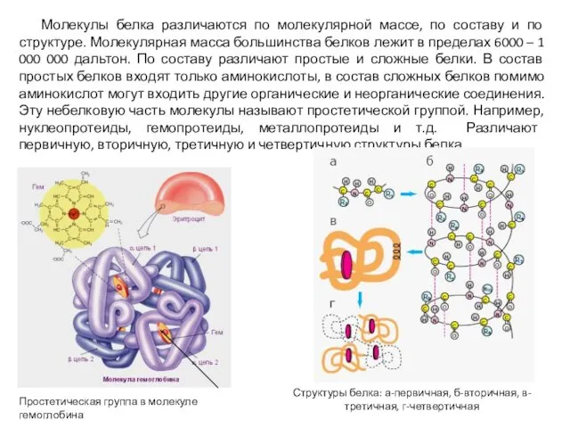 Молекулы белка различаются по молекулярной массе, по составу и по структуре.