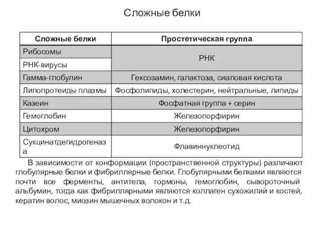 Сложные белки В зависимости от конформации (пространственной структуры) различают глобулярные белки