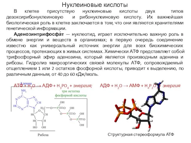 Нуклеиновые кислоты В клетке присутствую нуклеиновые кислоты двух типов дезоксирибонуклеиновую и