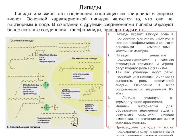 Липиды Липиды или жиры это соединения состоящие из глицерина и жирных