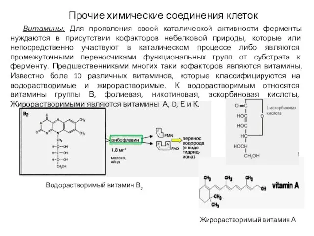 Прочие химические соединения клеток Витамины. Для проявления своей каталической активности ферменты