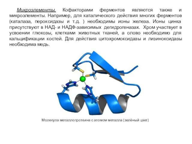 Микроэлементы. Кофакторами ферментов являются также и микроэлементы. Например, для каталического действия